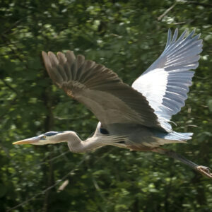 Great Blue Heron in flight.