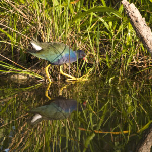 Purple Gallinule