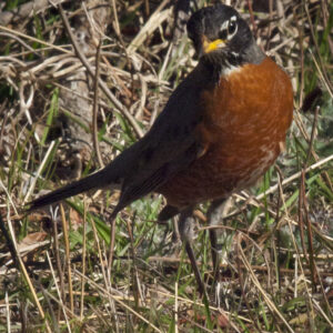 An American Robin.