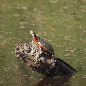 Turtle sunning itself.
