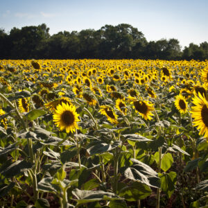 Sunflowers at McKee-Beshers Wildlife Area.