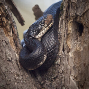 Black snake prepares to enter its hole.