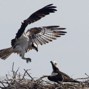 An osprey returns to its mate.
