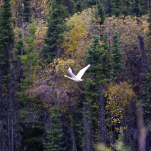 Trumpeter Swan wings its way.