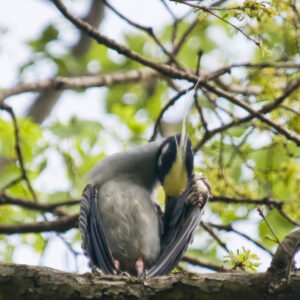 Yellow-Crowned Night Heron preening.