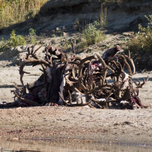 Caribou heads stacked after the kill.
