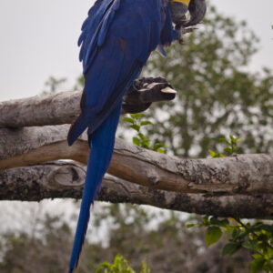 Hyacinth Macaw