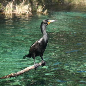 Iridescent Cormorant