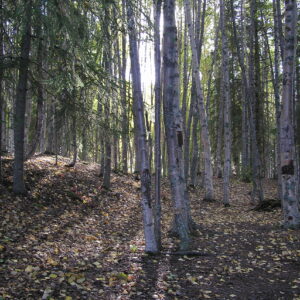 Kenai woods in later afternoon.