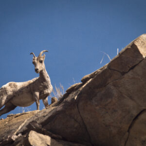 A mountain goat summits a rocky outcrop.