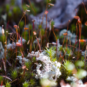 LIchen along the Kobuk Headwaters