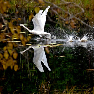 Trumpeter swan taking off.