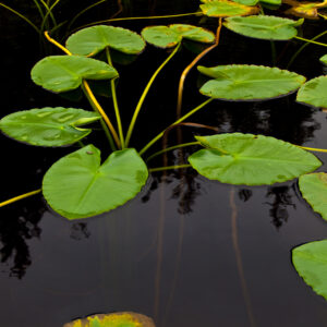 Lily Pads on Distin Lake