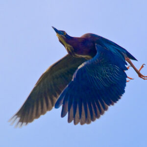 Little Green Heron in Flight