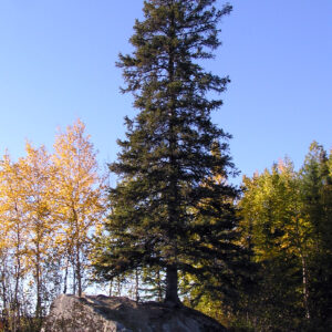 A lone spruce grows from roots buried deep in a boulder.