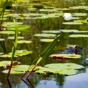 An alligator lurks in the Okeefenokee Swamp.