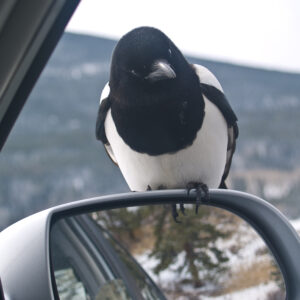 Curious Magpie.