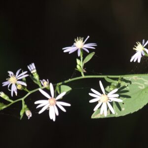 Wildflowers in the Maine wilderness