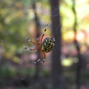 A Marbled Orb Weaver spins it's web.