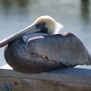 A brown pelican.