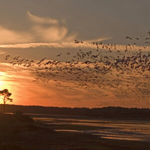 Migrating Snowgeese.