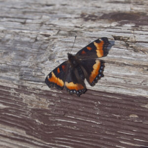 Milbert's Tortoiseshell is an Alaskan Butterfly.