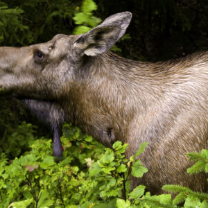 A moose cow chewing a leaf.