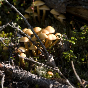 Arctic mushroom clusters.