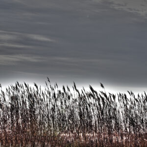 Beach grasses silhouetted against a stomy sky.