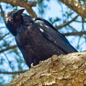 A raven looks inquisitively.