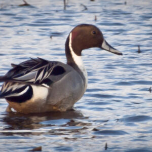 Northern Pintail