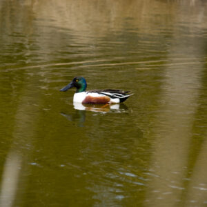 Northern Shoveler