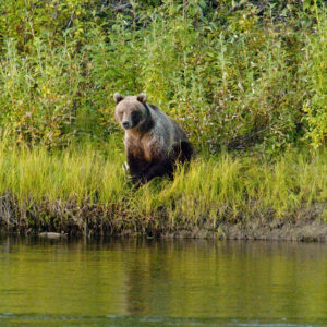 An Alaskan grizzly sitting by the Kobuk River.