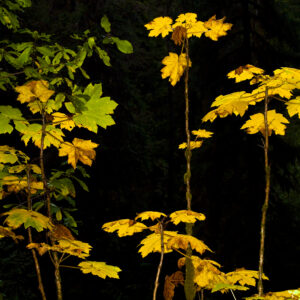 Fall tableau in Olympic National Park.
