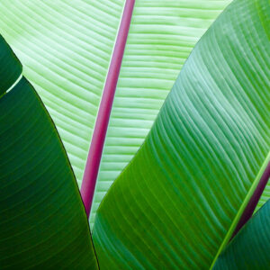 Palm fronds in Brookside Gardens.