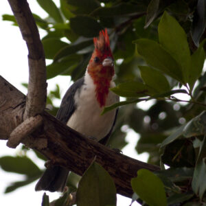 Pantenal's Red-crested Cardinal