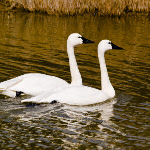 A pair of Trumpeter Swans.