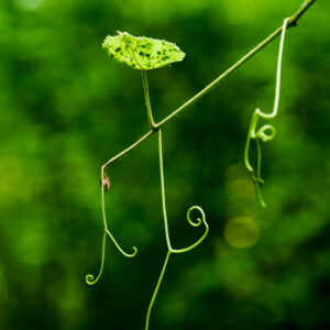 Close-up of a dainty tentril at Patuxent.