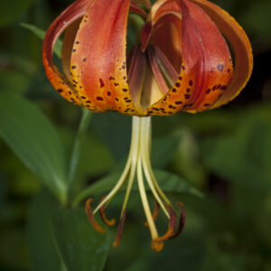 Tiger lily in Pautuxent River Park