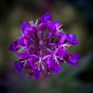 Fireweed, as seen from above.