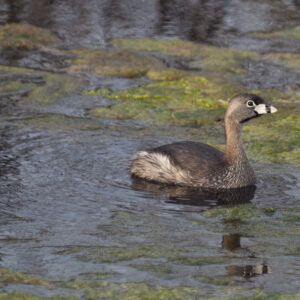 Pied-billed Grebe