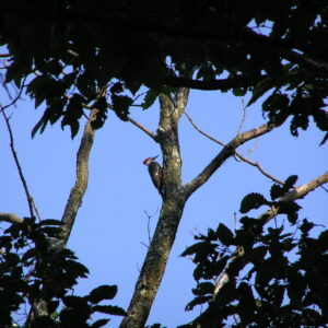 Pileated Woodpecker