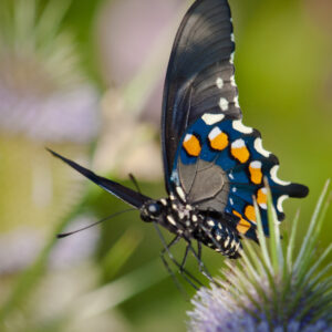 A Pipevine Swallowtail butterfly Inspects a Thistle