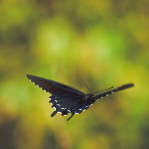 Pipevine Swallowtail in Flight.