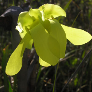 Pitcher Plant Flower