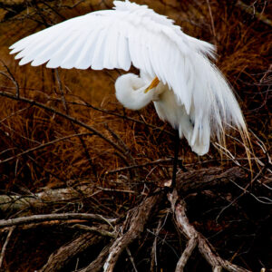 Snowy egret preening.