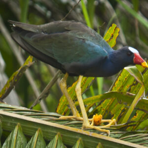 Purple Gallinule in the Tropics of Costa Rica