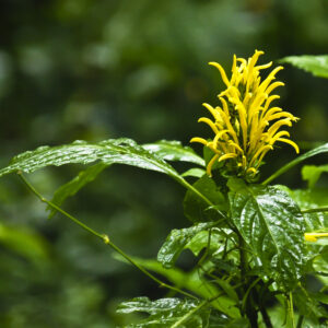 Wildflower in Costa Rica