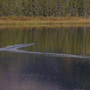 A duck prepares for takeoff.