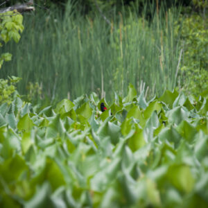A red-winged blackbird amongst wetlands foliage.
